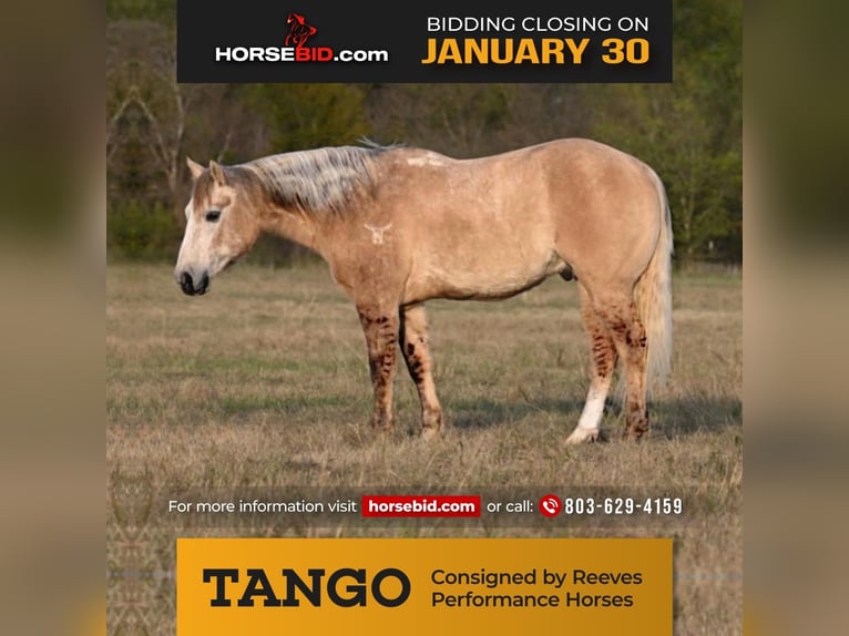 Quarter horse américain Hongre 10 Ans Gris in Canyon, TX