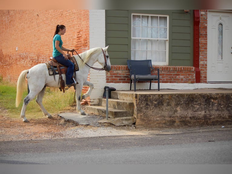 Quarter horse américain Hongre 10 Ans Gris in Rusk TX