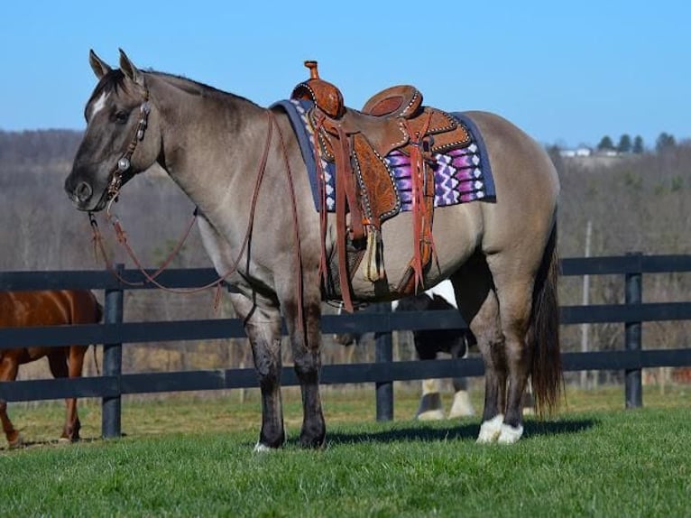 Quarter horse américain Hongre 10 Ans Grullo in Fredericksburg, OH