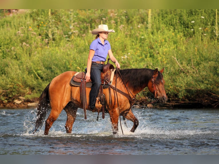 Quarter horse américain Hongre 10 Ans Isabelle in Clarion