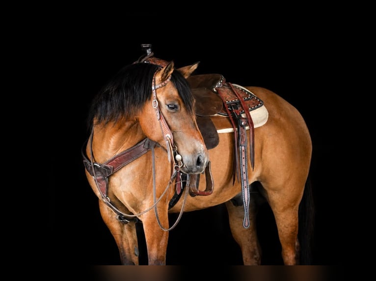 Quarter horse américain Hongre 10 Ans Isabelle in Clarion