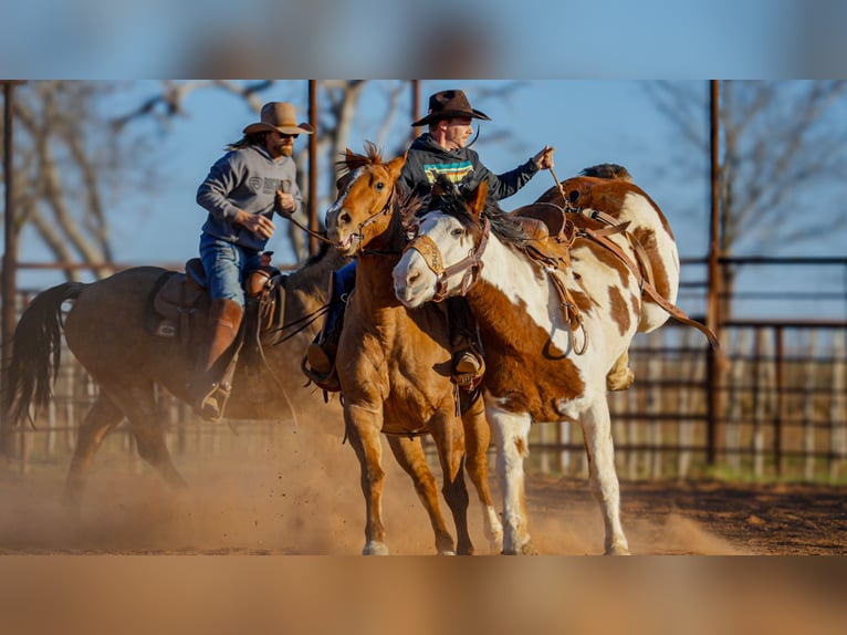 Quarter horse américain Hongre 10 Ans Isabelle in Newcastle