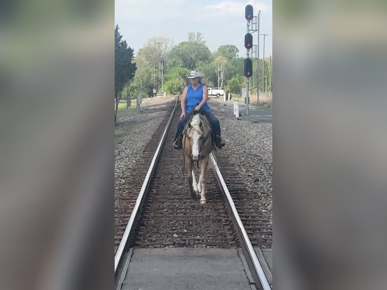 Quarter horse américain Hongre 10 Ans Palomino in Henderson