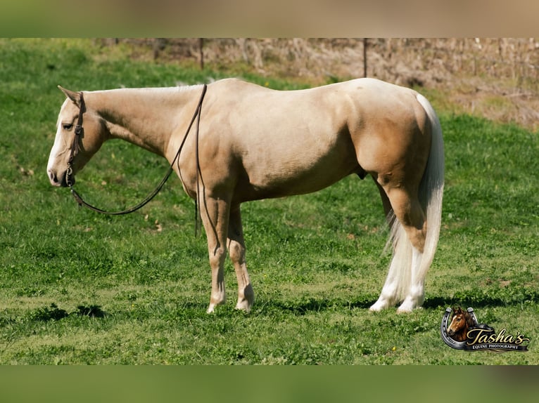 Quarter horse américain Hongre 10 Ans Palomino in Henderson