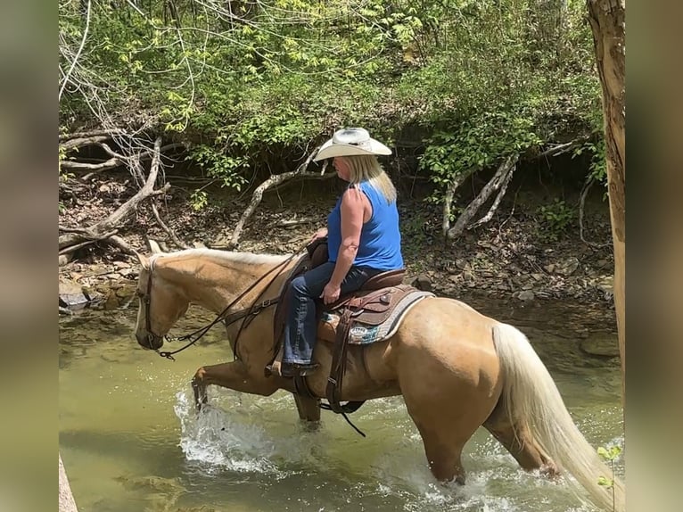Quarter horse américain Hongre 10 Ans Palomino in Henderson