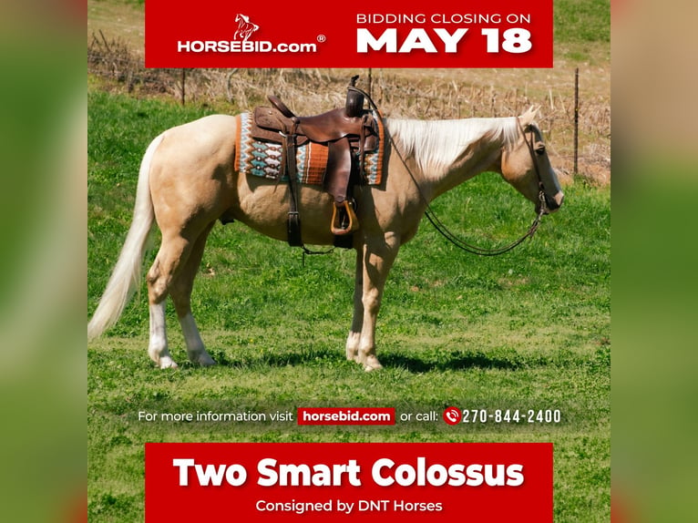 Quarter horse américain Hongre 10 Ans Palomino in Henderson