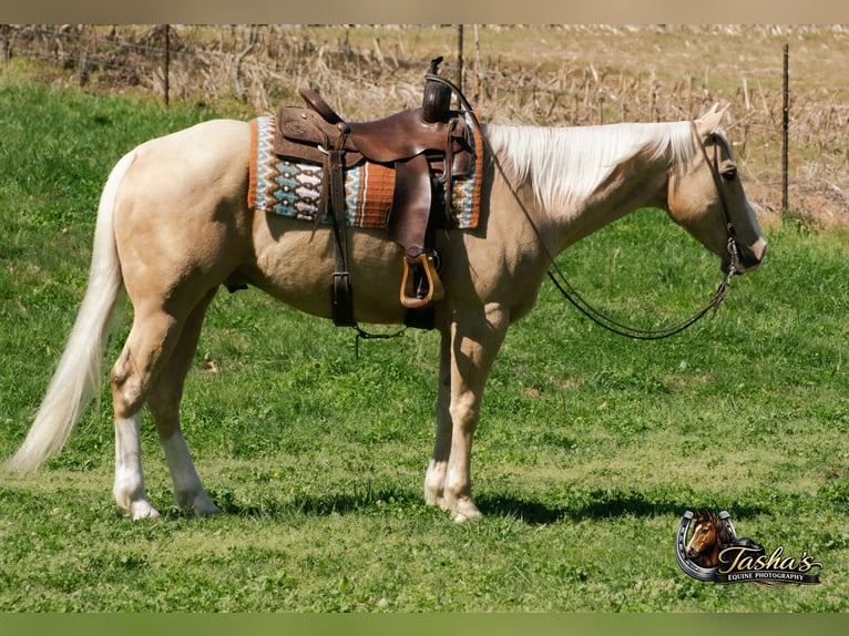 Quarter horse américain Hongre 10 Ans Palomino in Henderson