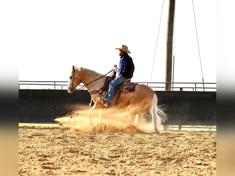 Quarter horse américain Hongre 10 Ans Palomino in La Motte