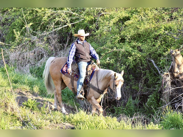 Quarter horse américain Hongre 10 Ans Palomino in La Motte