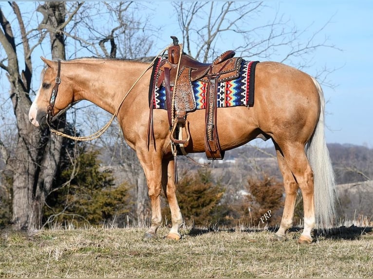 Quarter horse américain Hongre 10 Ans Palomino in Sedalia, MO