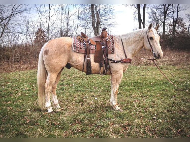 Quarter horse américain Hongre 10 Ans Palomino in North Judson IN