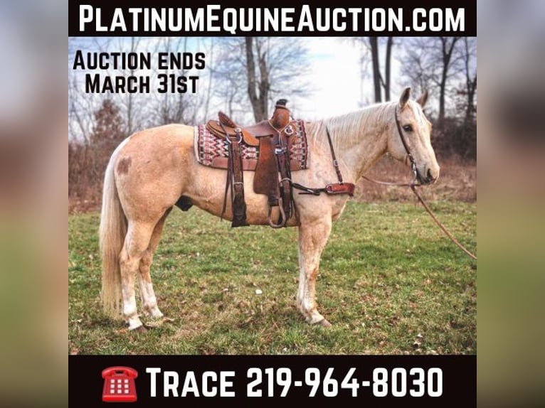 Quarter horse américain Hongre 10 Ans Palomino in North Judson IN