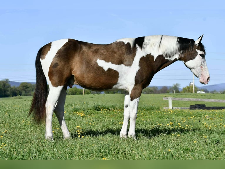 Quarter horse américain Hongre 10 Ans Pinto in Rebersburg, PA
