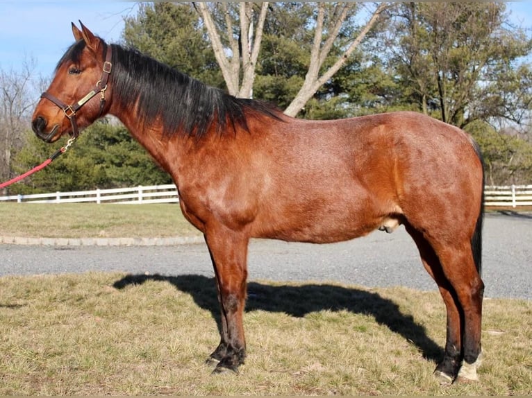 Quarter horse américain Croisé Hongre 10 Ans Roan-Bay in Allentown, NJ