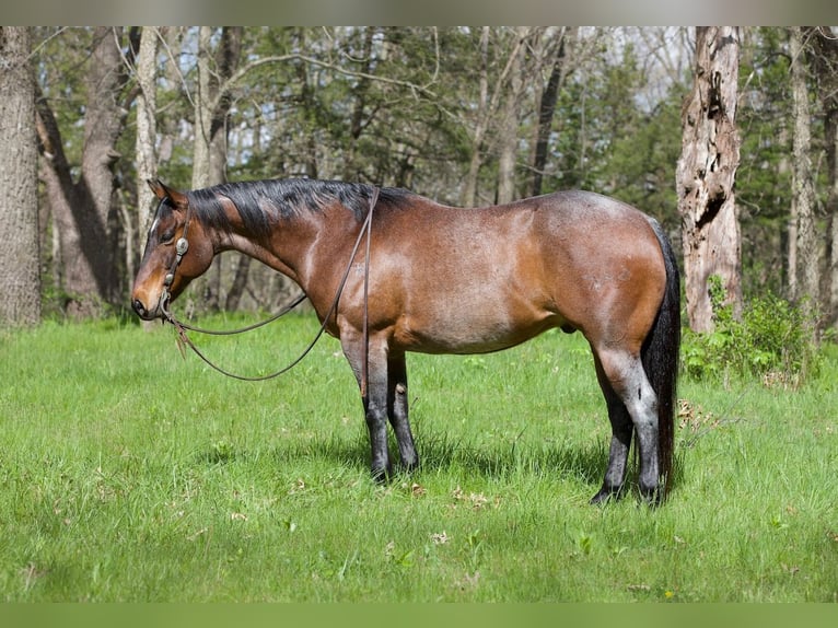 Quarter horse américain Croisé Hongre 10 Ans Roan-Bay in Bernard