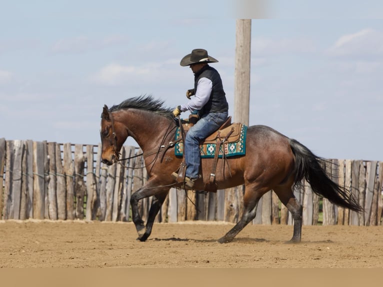 Quarter horse américain Croisé Hongre 10 Ans Roan-Bay in Bernard