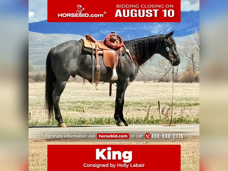 Quarter horse américain Hongre 10 Ans Rouan Bleu in Clinton