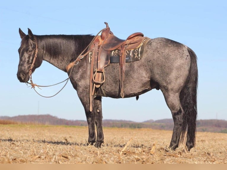 Quarter horse américain Croisé Hongre 10 Ans Rouan Bleu in Clarion, PA