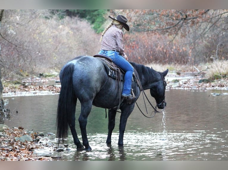 Quarter horse américain Croisé Hongre 10 Ans Rouan Bleu in Clarion, PA