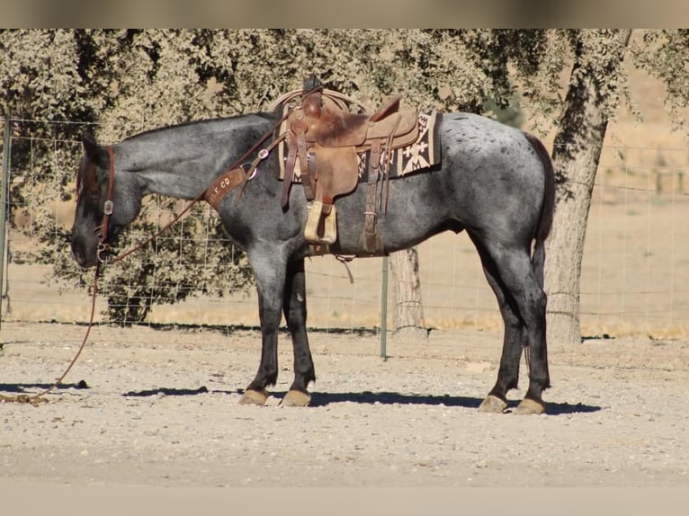 Quarter horse américain Hongre 10 Ans Rouan Bleu in Tres Pinos