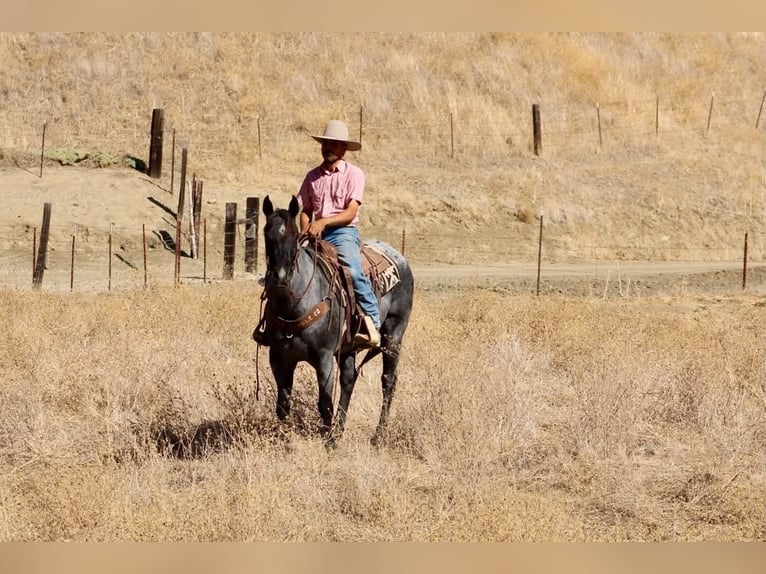 Quarter horse américain Hongre 10 Ans Rouan Bleu in Tres Pinos