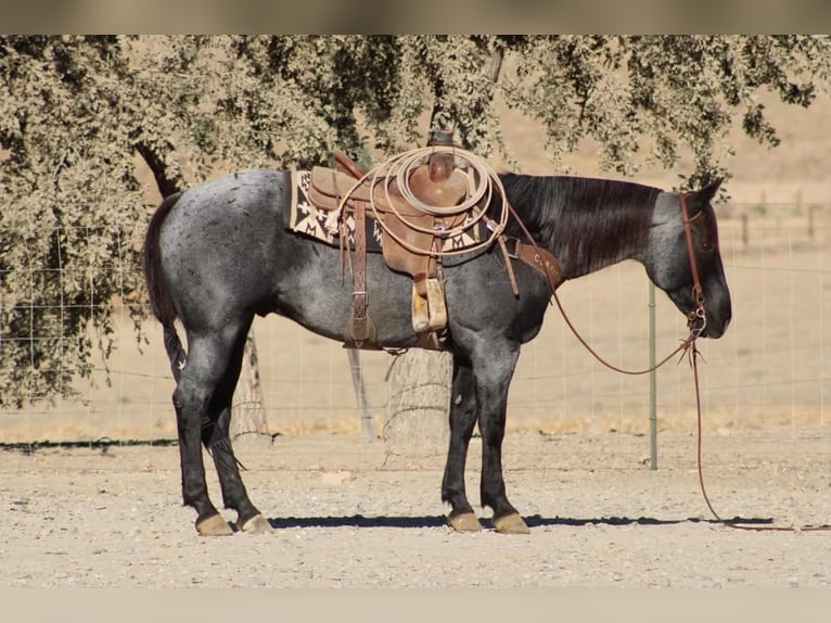 Quarter horse américain Hongre 10 Ans Rouan Bleu in Tres Pinos