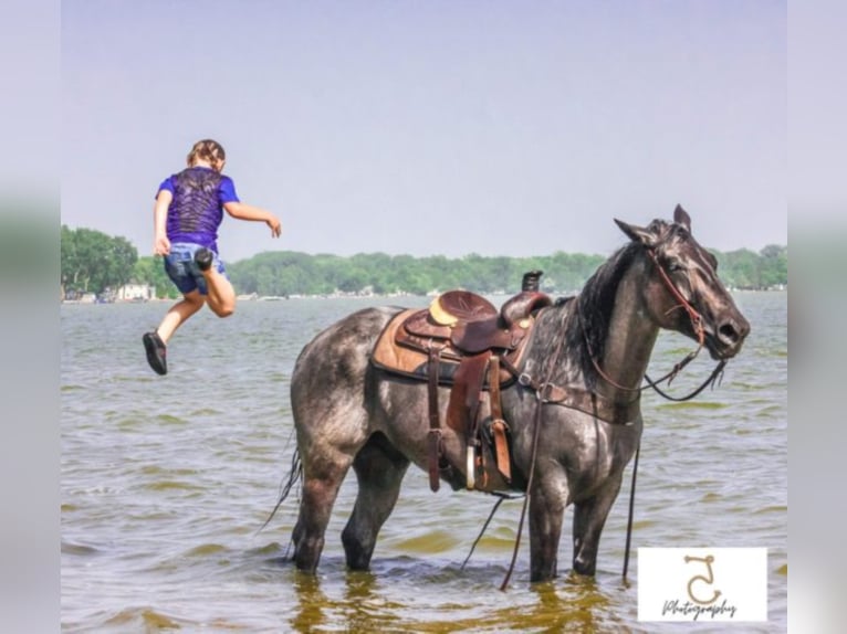 Quarter horse américain Hongre 10 Ans Rouan Bleu in Koontz Lake IN