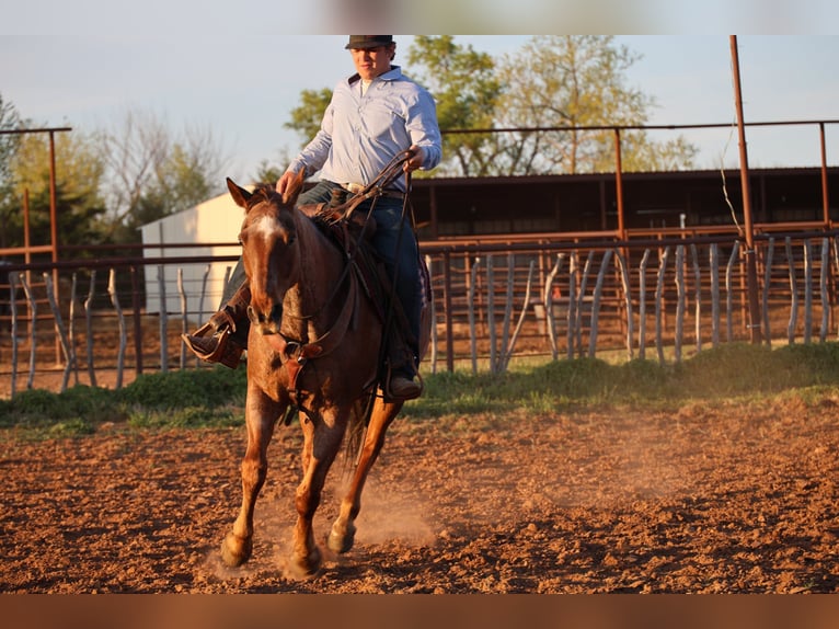 Quarter horse américain Hongre 10 Ans Rouan Rouge in Ripley