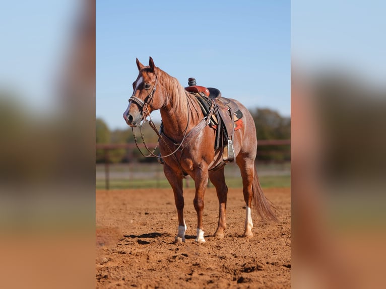 Quarter horse américain Hongre 10 Ans Rouan Rouge in Robards, KY