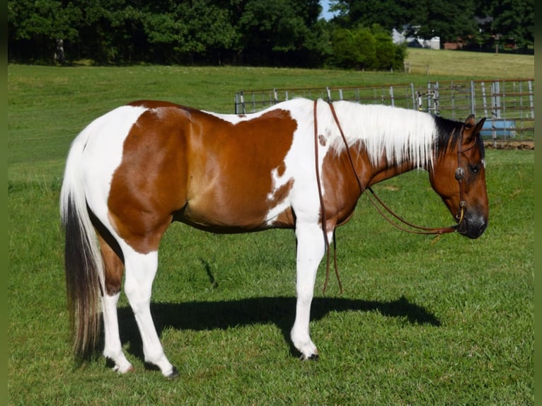 Quarter horse américain Hongre 10 Ans Tobiano-toutes couleurs in Hazelton IA