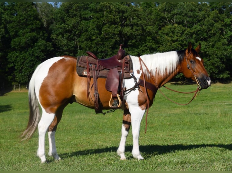 Quarter horse américain Hongre 10 Ans Tobiano-toutes couleurs in Hazelton IA
