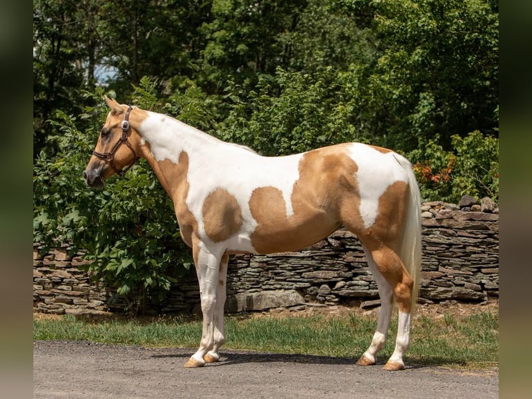 Quarter horse américain Hongre 10 Ans Tobiano-toutes couleurs in Everett PA