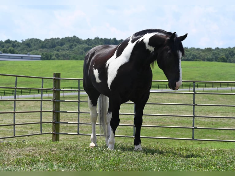 Quarter horse américain Hongre 10 Ans Tobiano-toutes couleurs in Jackson OH