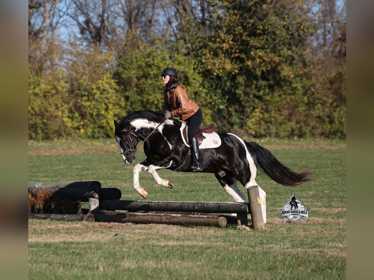 Quarter horse américain Hongre 10 Ans Tobiano-toutes couleurs in Fresno
