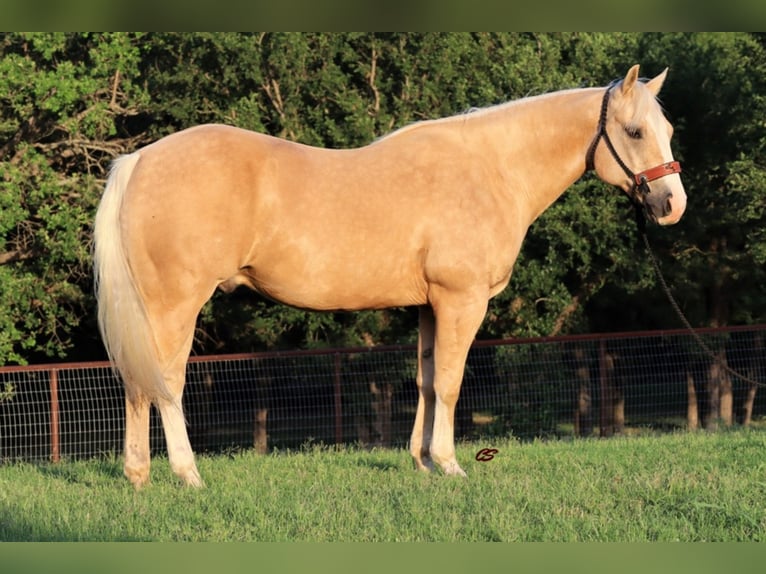 Quarter horse américain Hongre 10 Ans in Jaxksboro TX
