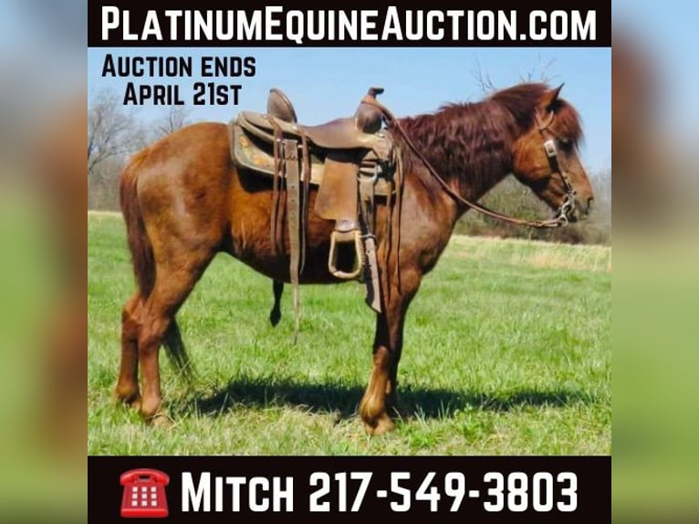 Quarter horse américain Hongre 11 Ans 114 cm Alezan brûlé in Brownstown IL