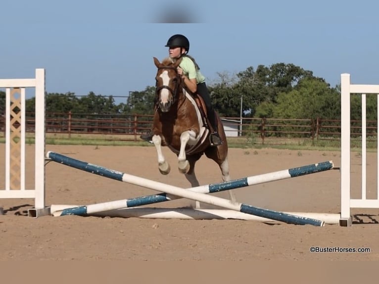 Quarter horse américain Hongre 11 Ans 127 cm Tobiano-toutes couleurs in Weatherford TX
