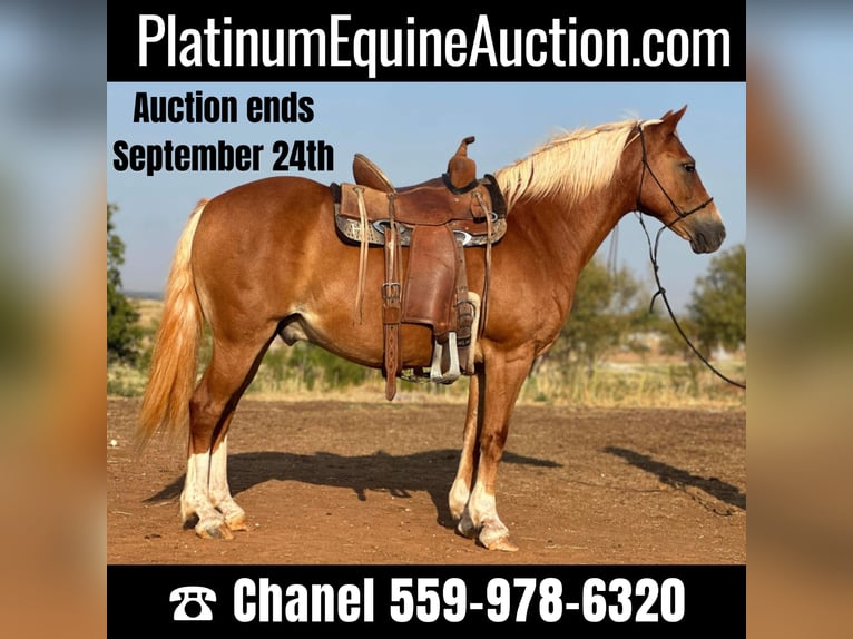 Quarter horse américain Hongre 11 Ans 135 cm Alezan brûlé in byers TX