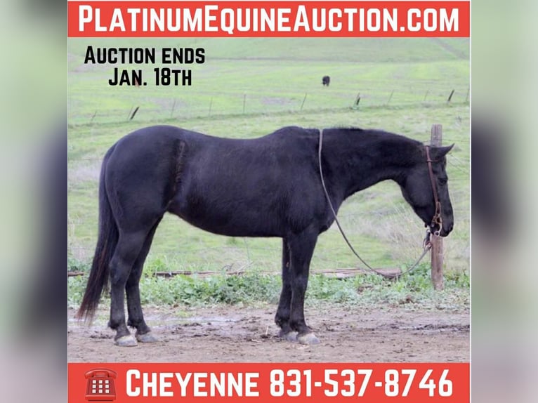 Quarter horse américain Hongre 11 Ans 135 cm Noir in Bitterwater CA