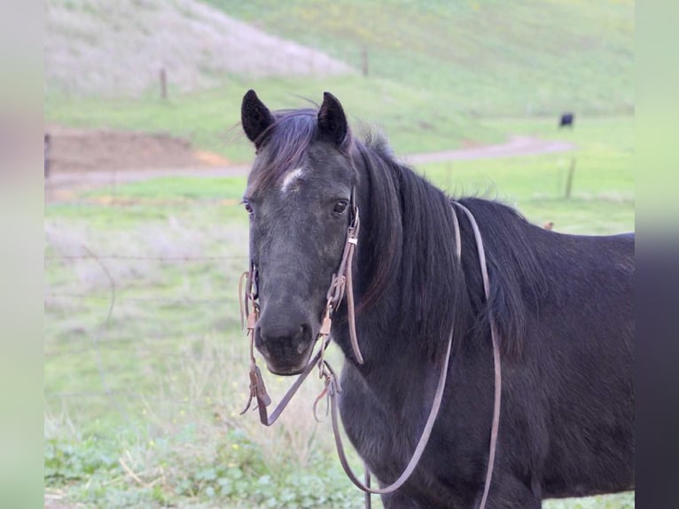 Quarter horse américain Hongre 11 Ans 135 cm Noir in Bitterwater CA