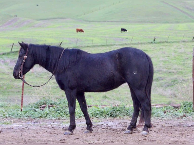 Quarter horse américain Hongre 11 Ans 135 cm Noir in Bitterwater CA