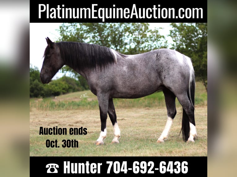 Quarter horse américain Hongre 11 Ans 135 cm Rouan Bleu in Madill, OK