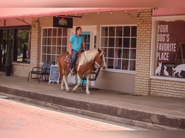 Quarter horse américain Hongre 11 Ans 137 cm Tobiano-toutes couleurs in Rusk TX