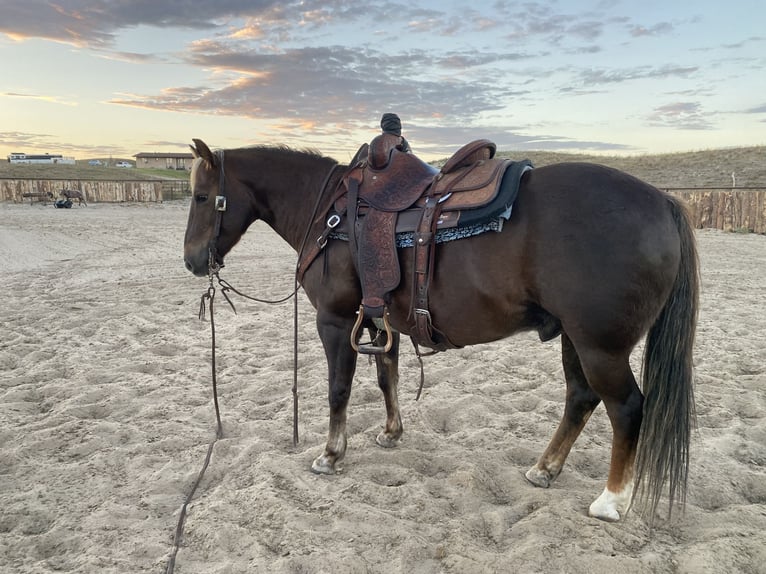 Quarter horse américain Hongre 11 Ans 140 cm Alezan brûlé in Thedford, NE