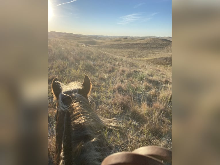 Quarter horse américain Hongre 11 Ans 140 cm Alezan brûlé in Thedford, NE