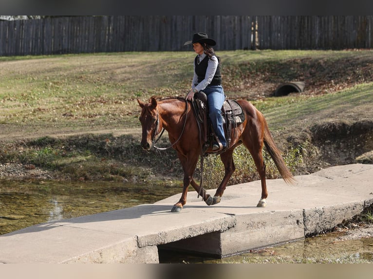 Quarter horse américain Hongre 11 Ans 142 cm Alezan cuivré in Joshua, TX