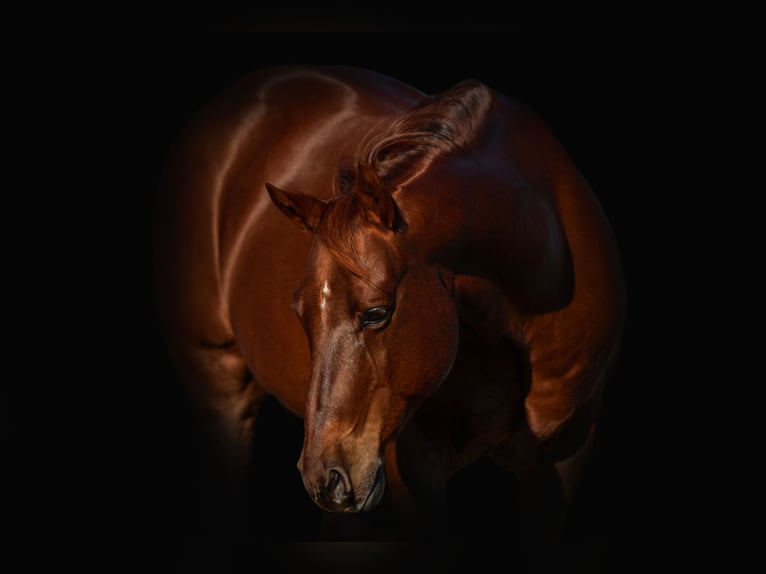 Quarter horse américain Hongre 11 Ans 142 cm Alezan cuivré in Joshua, TX