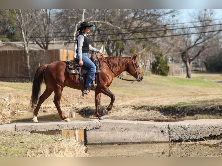 Quarter horse américain Hongre 11 Ans 142 cm Alezan cuivré in Joshua, TX