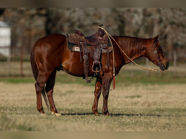 Quarter horse américain Hongre 11 Ans 142 cm Alezan cuivré in Joshua, TX