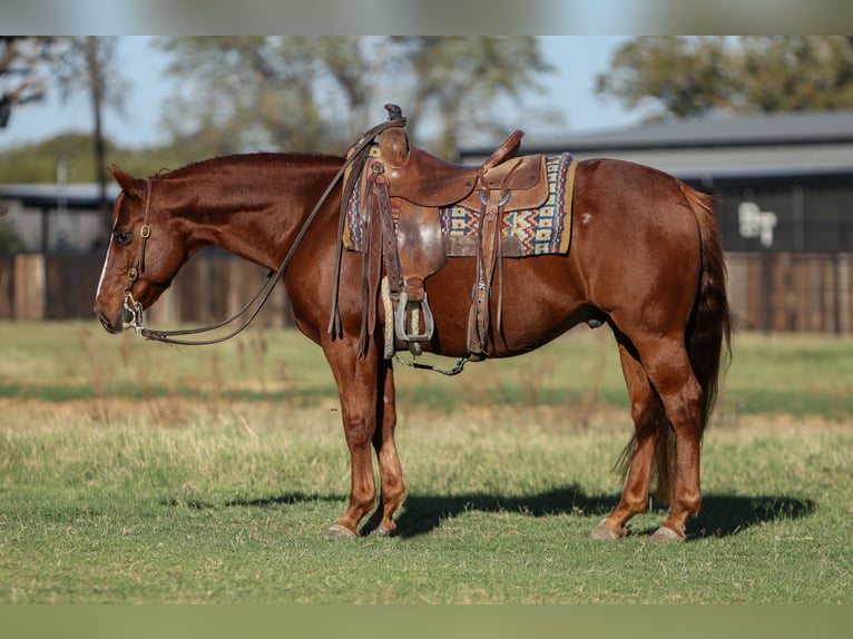 Quarter horse américain Hongre 11 Ans 142 cm Alezan cuivré in Stephenville